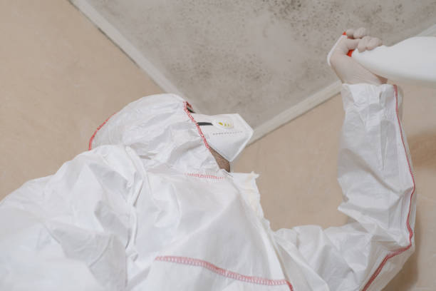 Professional Mold Remediation in Arabi, LA